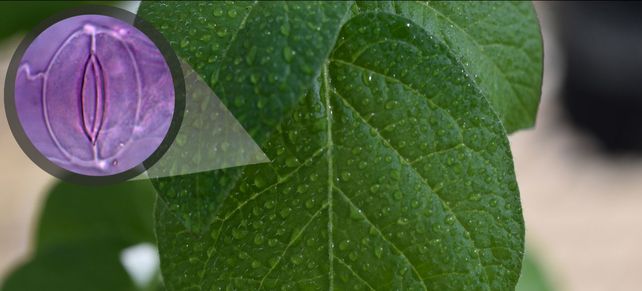 Elaumento de la expresión del gen BBX21 mejoró la regulación de losestomas (poros involucrados en la respiración de las plantas)reduciendo así los síntomas de deshidratación en las hojas basalesy produciendo más clorofila y más fotosíntesis. 
