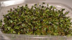 El consumo de germinados y brotes es milenario y data de más de 4 mil años en la cultura oriental. El consumo de germinados y brotes es milenario y data de más de 4 mil años en la cultura oriental.