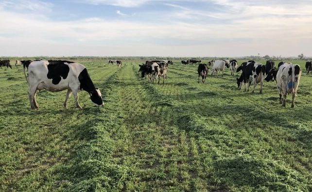 Los tambos entran a la primavera con sus vacas en el pico de lactancia y con buena oferta de pasto para alcanzar el techo de la curva productiva anual.