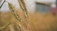 En cuanto a los lotes implantados con trigo la emergencia está siendo muy lenta y desuniforme y hay pérdidas de plantas.
