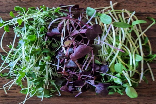Los microgreens representan una tendencia culinaria a escala mundial y muy poco conocidos en el país.