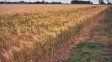 Las últimas lluvias y los valores a futuro del trigo impulsan la intención de siembra del cereal. Las últimas lluvias y los valores a futuro del trigo impulsan la intención de siembra del cereal.