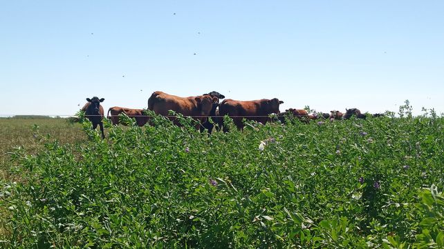 La ganadería regenerativa tendrá su encuentro en Santa Fe