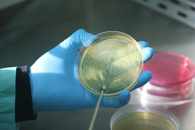 Investigadores del Inta desarrollaron una vacuna contra la Escherichia coli en bovinos
