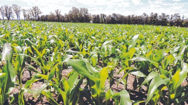 para-la-campana-del-maiz-2021-auguran-una-gran-cosecha-605-millones-toneladas-todo-uso