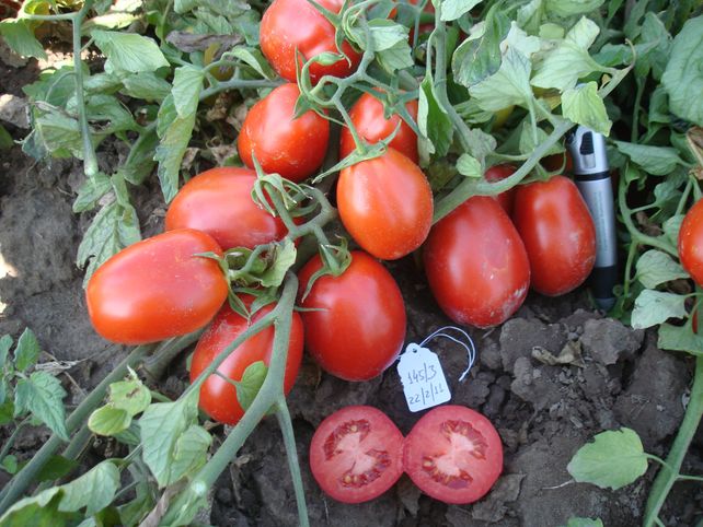 UCO14, un tomate diseñado para la industria