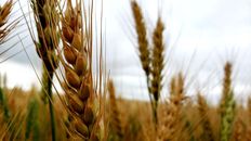 El trigo HB4 fue desarrollado por el Indear Bioceres. Tras su aprobación en Brasil, se autorizó la comercialización de la semilla en el país.