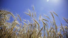 El clima y el precio de los insumos afecta la decisión de siembra del trigo: caería 8%.