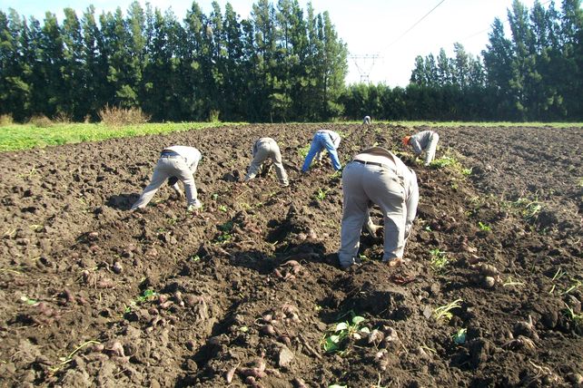 Acá. Cerca de 30 productores de batata santafesinos trabajan alrededor de 1.500 hectáreas.