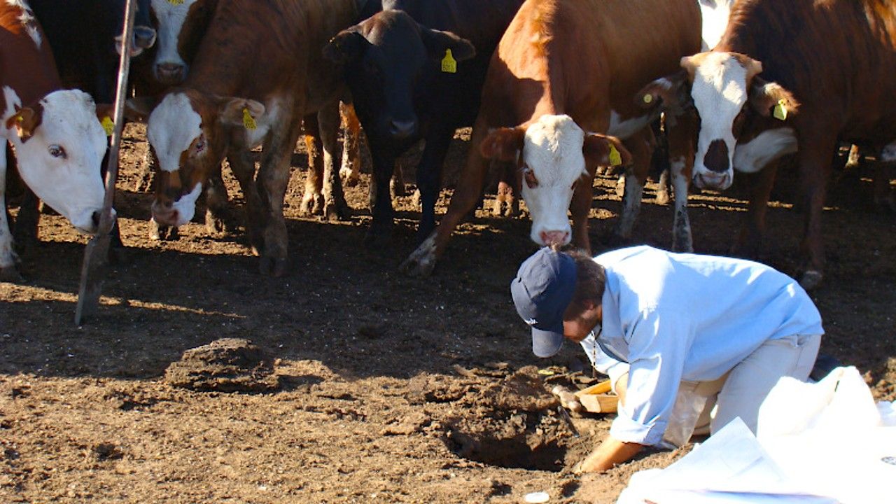 Situación. En el suelo de los corrales se acumulan cantidades inmensas de estiércol. A veces las pilas alcanzan los 2 metros de altura. Situación. En el suelo de los corrales se acumulan cantidades inmensas de estiércol. A veces las pilas alcanzan los 2 metros de altura.