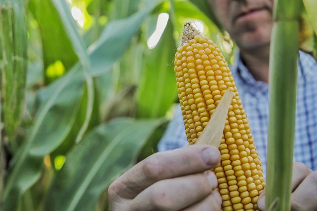 NK presentó nuevos híbridos de maíz y girasol