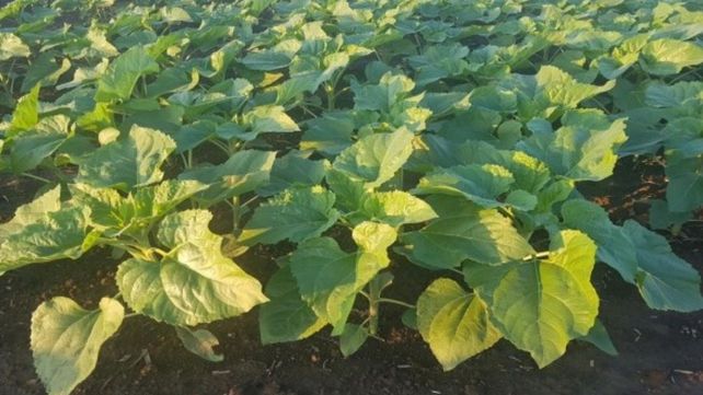 Lote con girasol en desarrollo y muy buena a excelente respuesta a las precipitaciones, en el centro del departamento Las Colonias. Lote con girasol en desarrollo y muy buena a excelente respuesta a las precipitaciones, en el centro del departamento Las Colonias.