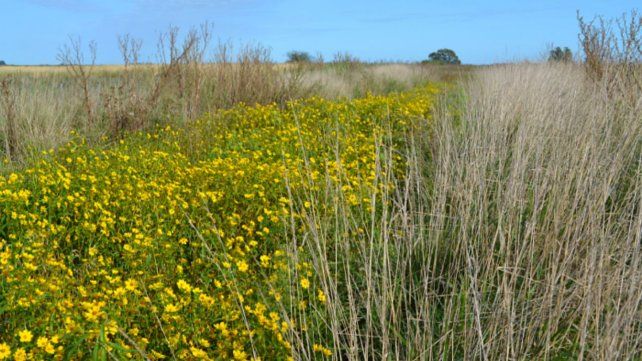 “Estamos en la etapa de intentar generar recomendaciones concretas. Por ejemplo, en un estudio que terminamos hace poco en la Pampa Interior encontramos que el ancho ideal de borde es 8 metros. Como esta área se reserva del área productiva, es importante tener en cuenta este valor para así maximizar la superficie cultivable al tiempo que potenciamos los servicios ecosistémicos benéficos”, afirmó Devoto.