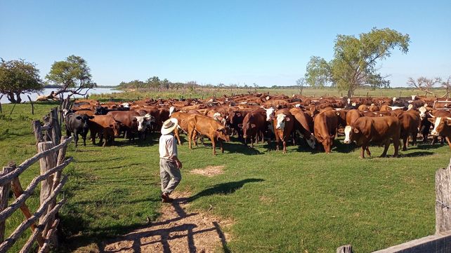 Cuál es el impacto de la miasis en la ganadería argentina