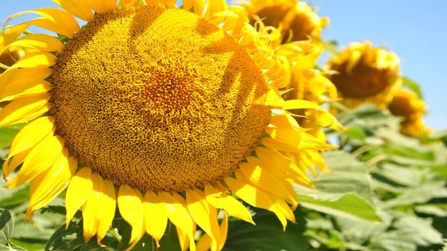 Esta semana se llegó a la siembra de 39.780 hectáreas de un total estimado de 132.600 hectáreas, es decir 8.400 más que en la campaña 2022/23. Esta semana se llegó a la siembra de 39.780 hectáreas de un total estimado de 132.600 hectáreas, es decir 8.400 más que en la campaña 2022/23.