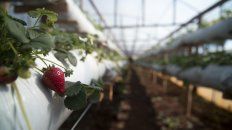 Las exportaciones de frutilla, carne ovina y durazno registraron el volumen más alto de los últimos 10 años, informó el Ministerio de Agricultura. Las exportaciones de frutilla, carne ovina y durazno registraron el volumen más alto de los últimos 10 años, informó el Ministerio de Agricultura.