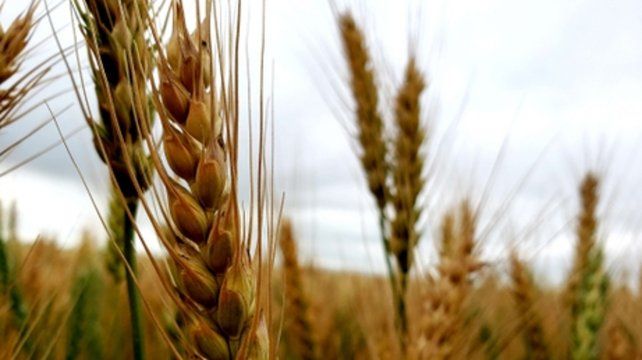 “Comercial granario + perspectivas de trigo” será eje de la capacitación de Agroeducación.