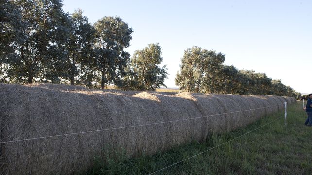 Santiago del Estero realizó la primera exportación de fardos de alfalfa a China