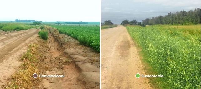 Suelo desnudo (izq.) vs. cunetas y banquinas empastadas (der.) que proponen caminos rurales más sustentables.