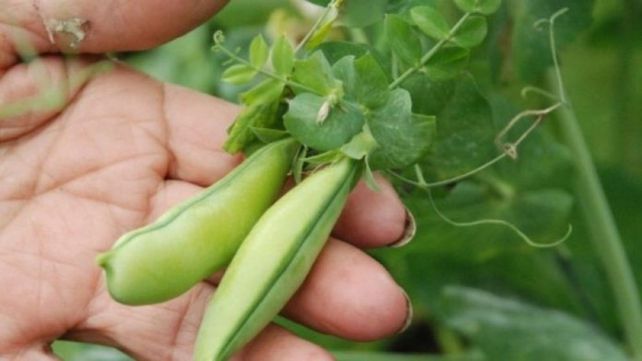 La cadena legumbrera busca mejorar su posicionamiento en el mercado internacional. La cadena legumbrera busca mejorar su posicionamiento en el mercado internacional. 