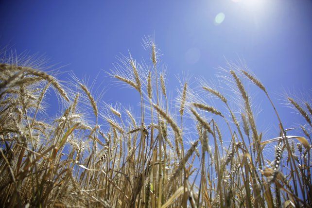 El clima y el precio de los insumos afecta la decisión de siembra del trigo: caería 8%.