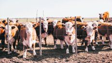 La producción de carne no despega y las medidas del gobierno aumentan la incertidumbre del sector. La producción de carne no despega y las medidas del gobierno aumentan la incertidumbre del sector.