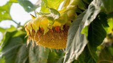 girasol: semillas con mejor rendimiento y mas aceite girasol: semillas con mejor rendimiento y mas aceite