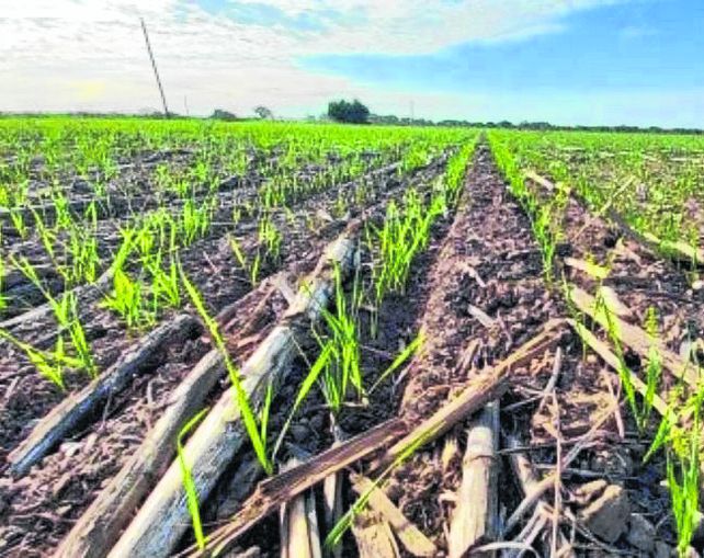 Renacer. La campaña de trigo logró comenzar a buen ritmo. Renacer. La campaña de trigo logró comenzar a buen ritmo.