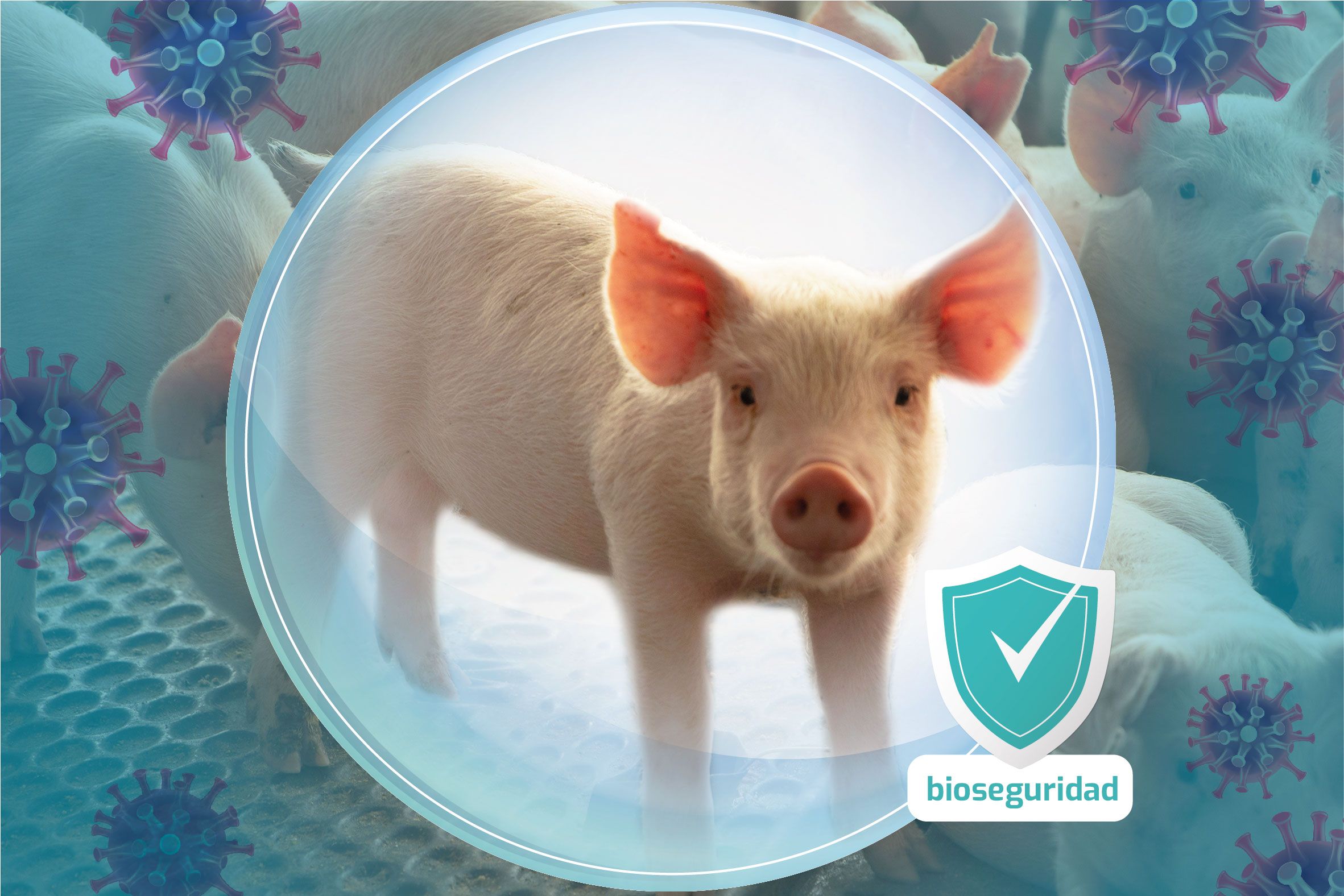 bioseguridad, clave para la prevencion de la peste porcina africana bioseguridad, clave para la prevencion de la peste porcina africana