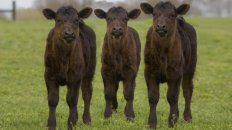 carne: las exportaciones subieron pero el precio del novillo no repunta carne: las exportaciones subieron pero el precio del novillo no repunta