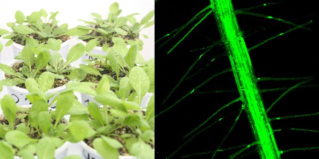 Las plantas Arabidopsis donde los científicos identificaron los mecanismos moleculares. 