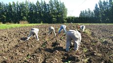 Acá. Cerca de 30 productores de batata santafesinos trabajan alrededor de 1.500 hectáreas. Acá. Cerca de 30 productores de batata santafesinos trabajan alrededor de 1.500 hectáreas.