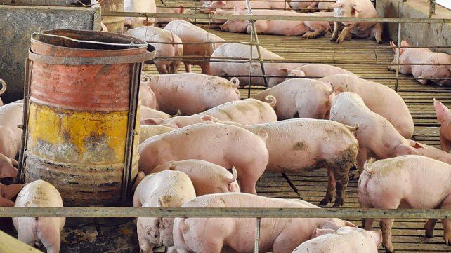 Actividad. La producción porcina experimentó un crecimiento continuo durante los últimos diez años. Ahora enfrenta desafíos.