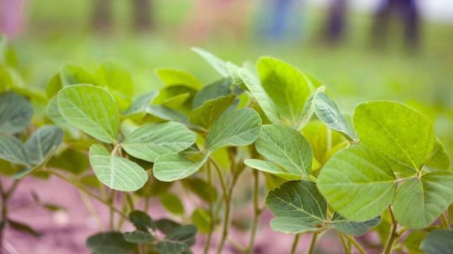 Soja tratado con productos de Denka. Soja tratado con productos de Denka.