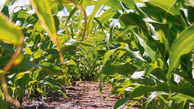 Senasa y ASA implementaron un plan piloto para certificación de semillas experimentales de maíz.