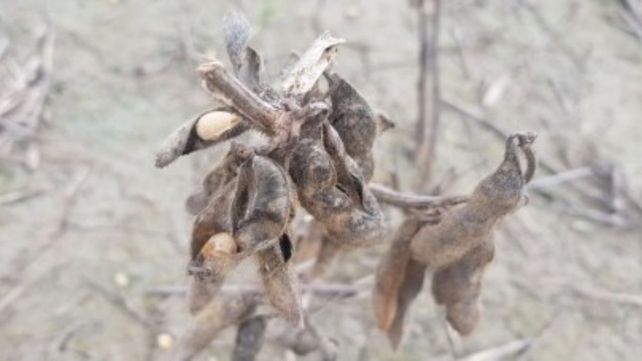 Lote con de soja tardía, en etapa fenológica R8 (madurez plena), en el centro este del departamento Castellanos. Lote con de soja tardía, en etapa fenológica R8 (madurez plena), en el centro este del departamento Castellanos.