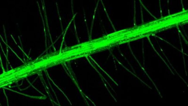 Determinan un mecanismo fundamental para que las raíces de las plantas absorban agua y nutrientes. Determinan un mecanismo fundamental para que las raíces de las plantas absorban agua y nutrientes.