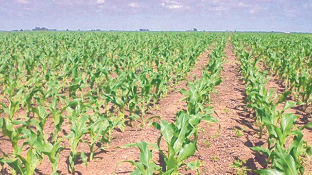 Maíz. La Bolsa de Cereales de Buenos Aires estima que la superficie sembrada podría llegar a 6.200.000 hectáreas para la nueva campaña.