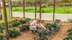 En estudio. El kale, de gran poder antioxidante, cultivado en invernadero. En estudio. El kale, de gran poder antioxidante, cultivado en invernadero.