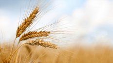 Según CES, la producción final de trigo en el centro norte fue de 1,38 millones de toneladas.