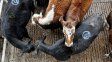 Carne: un nuevo golpe en plena salida de vacas