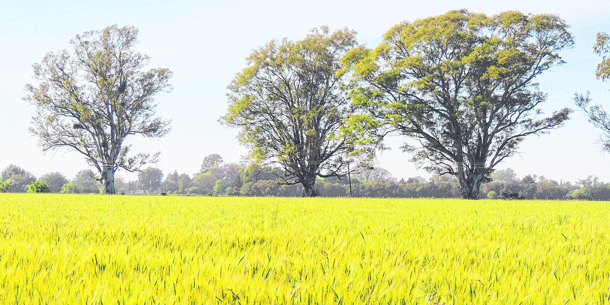 Trigo cultivado en las parcelas agroecológicas de Inta Oliveros, una modalidad que se repite en distintas experimentales. Trigo cultivado en las parcelas agroecológicas de Inta Oliveros, una modalidad que se repite en distintas experimentales.