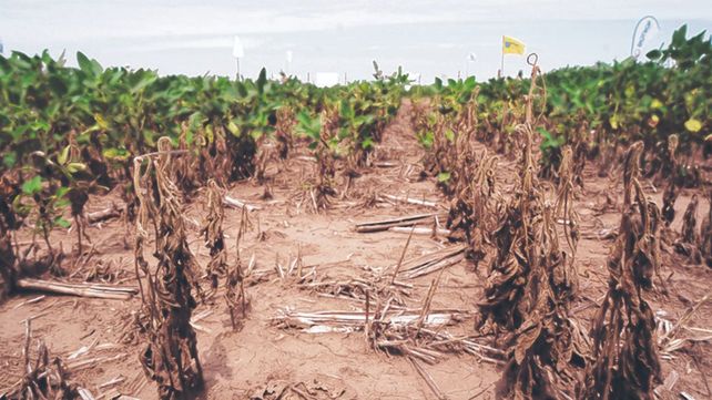 En soja de primera se espera un 60% de caída en las expectativas de rinde.