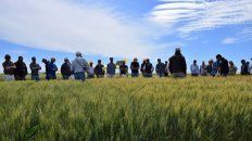 En una actividad a campo, Nidera convocó a conocer las variedades de mejor expresión. En una actividad a campo, Nidera convocó a conocer las variedades de mejor expresión.