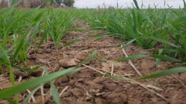 Lote con trigo, en muy buen estado, en el centro del departamento Castellanos. Lote con trigo, en muy buen estado, en el centro del departamento Castellanos.
