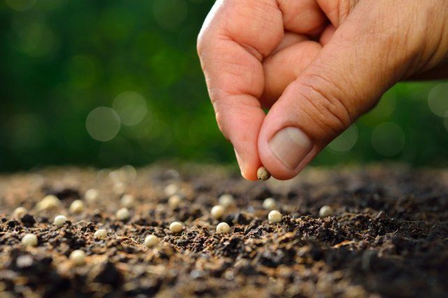 La semilla es el primer eslabón de la cadena agroindustrial.