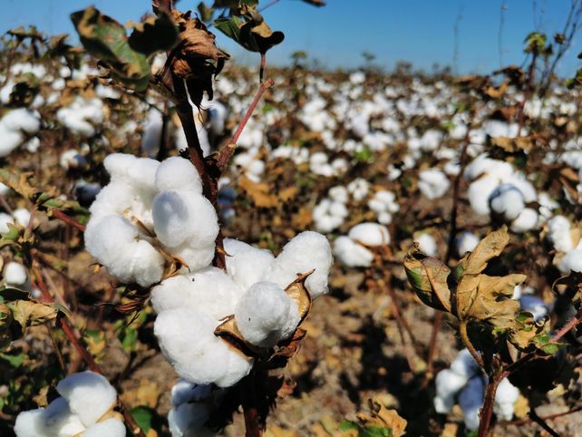 En la provincia santafesina se sembraron 50.200 hectáreas de algodón