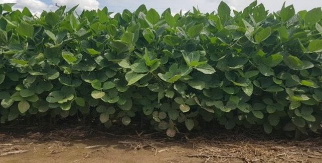 Este mapa de calidad de la soja se presenta como una herramienta estratégica, que junto a políticas que favorezcan la inversión y el desarrollo tecnológico, se pueda valorizar a Argentina como un líder en la producción de soja a nivel mundial. Este mapa de calidad de la soja se presenta como una herramienta estratégica, que junto a políticas que favorezcan la inversión y el desarrollo tecnológico, se pueda valorizar a Argentina como un líder en la producción de soja a nivel mundial.