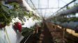 Las exportaciones de frutilla, carne ovina y durazno registraron el volumen más alto de los últimos 10 años, informó el Ministerio de Agricultura. Las exportaciones de frutilla, carne ovina y durazno registraron el volumen más alto de los últimos 10 años, informó el Ministerio de Agricultura.