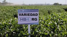China aprobó la soja resistente a sequía de la empresa rosarina Bioceres